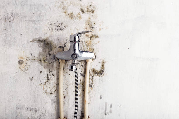 Best Post-Flood Mold Remediation in San Augustine, TX