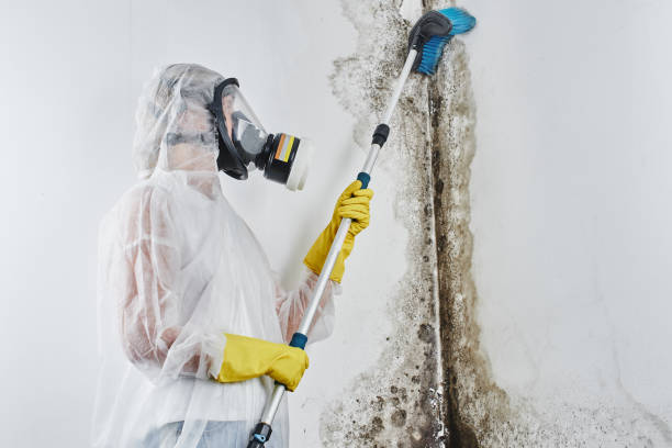 Best Basement Mold Remediation in San Augustine, TX