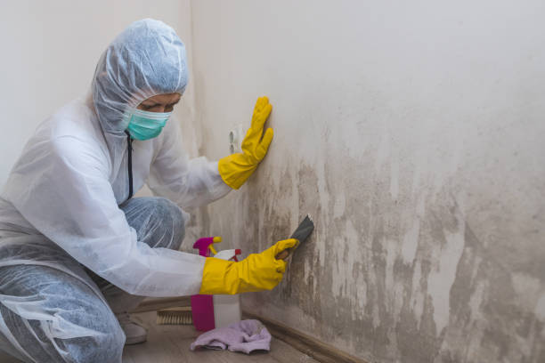 Best Commercial Mold Remediation in San Augustine, TX