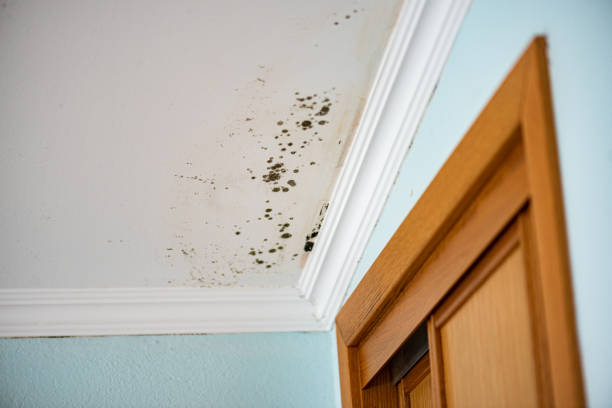 Best Localized Mold Remediation (e.g., coastal areas, humid climates) in San Augustine, TX