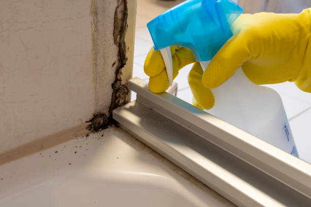 Best Mold Testing and Inspection Services in San Augustine, TX