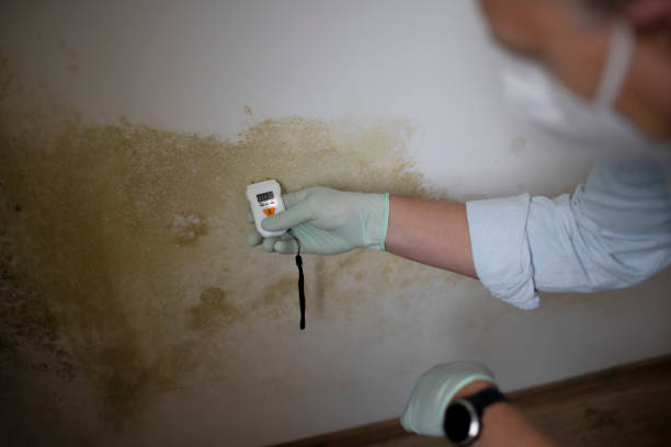 Best Preventive Mold Services in San Augustine, TX
