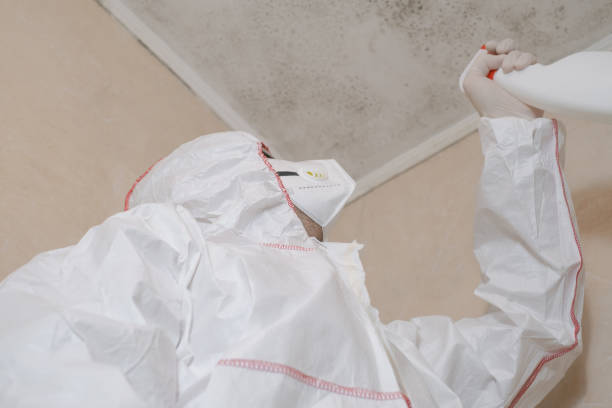 Best Localized Mold Remediation (e.g., coastal areas, humid climates) in San Augustine, TX
