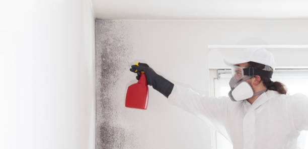 Professional Mold Remediation in San Augustine, TX