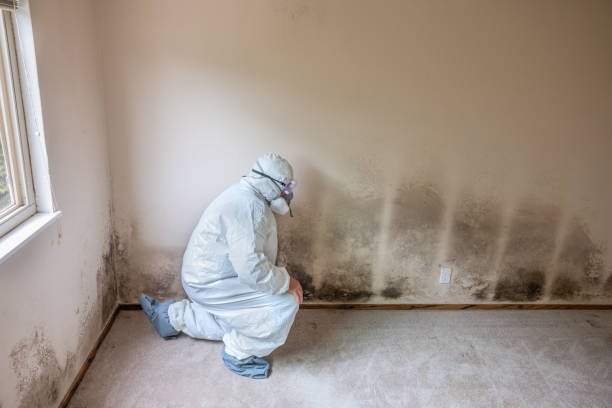 Reliable San Augustine, TX Mold Remediation Solutions