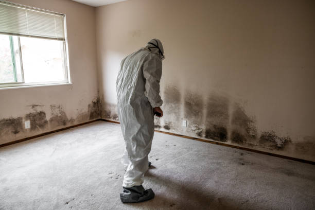 Best Black Mold Remediation in San Augustine, TX