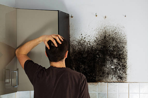 Best Insurance-Related Mold Remediation in San Augustine, TX