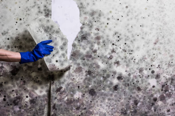 Best Bathroom Mold Remediation in San Augustine, TX