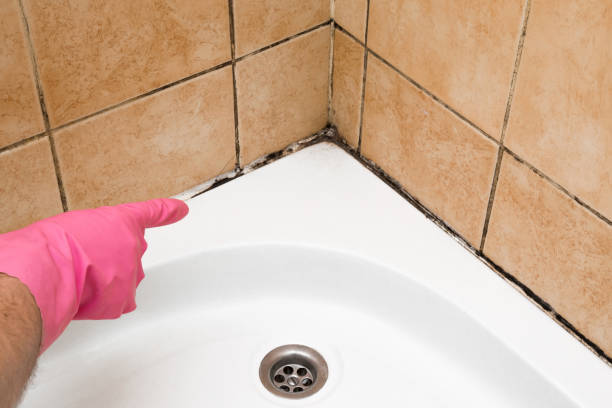 Best Residential Mold Remediation in San Augustine, TX